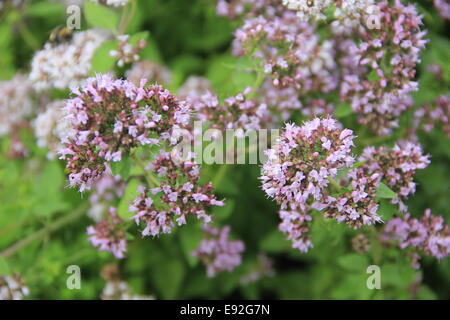 Oregano - Origanum vulgare Stockfoto