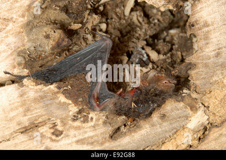 Daubenton der Fledermaus von Kettensägen - Myotis Daubentonii getötet Stockfoto