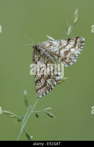 Gemeinsamen Heath (Ematurga Atomaria) Stockfoto