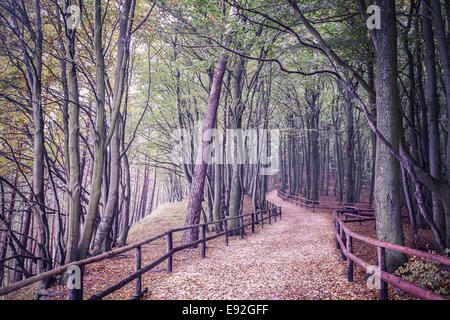 Retro-gefilterte Bild eines Waldes. Stockfoto