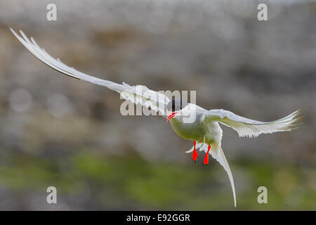 Eine wilde adult Küstenseeschwalbe (Sterna Paradisaea) schützt aggressiv sein Nest, wie es vor der Kamera schwebt. Stockfoto