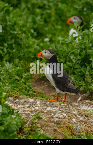 Eine wilde adult Papageitaucher (Fratercula Arctica) und ein weiteres von seiner Kolonie in der Nähe von seinem eingegrabene Cliffside Nest. Stockfoto