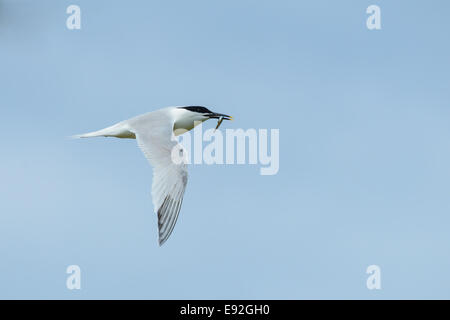 Eine wilde Erwachsenen Brandseeschwalbe im Flug gefangen einen Sandaal-Fisch im Schnabel Rechnung gesehen. Blauer Himmel. Stockfoto