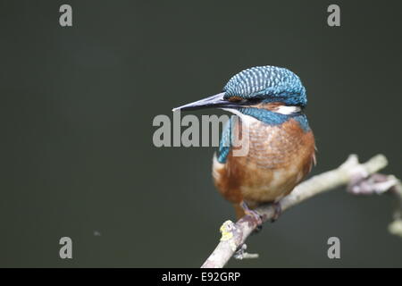 Eurasische Kingfisher Stockfoto