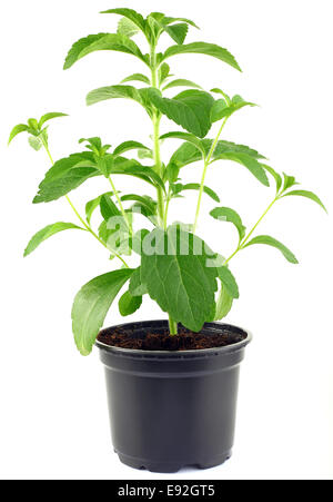 Stevia Rebaudiana Pflanze Ausschnitt Stockfoto