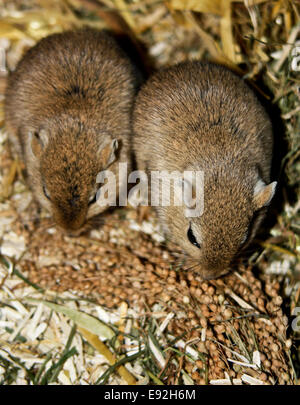 Mongolische Rennmäuse (Meriones) Stockfoto