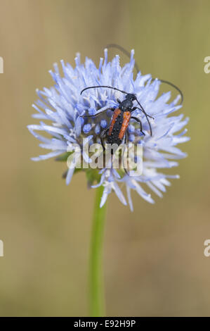 Bockkäfer (Stenurella Melanura) Stockfoto