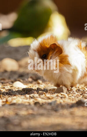 Meerschweinchen (Cavia Porcellus) Stockfoto