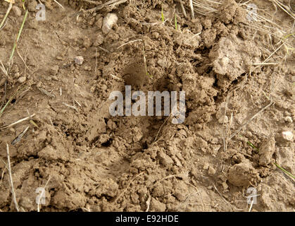 Schaf-Hoof print - Ovis aries Stockfoto