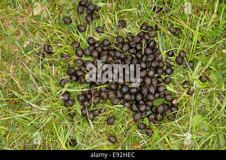 Schafe Kot - Ovis aries Stockfoto