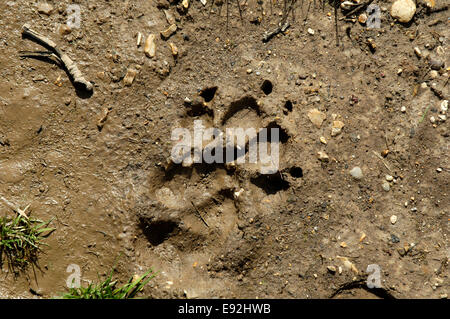 Hund-Print - Canis Lupus familiaris Stockfoto