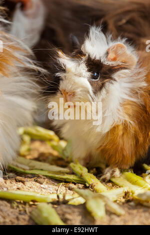 Meerschweinchen (Cavia Porcellus) Stockfoto