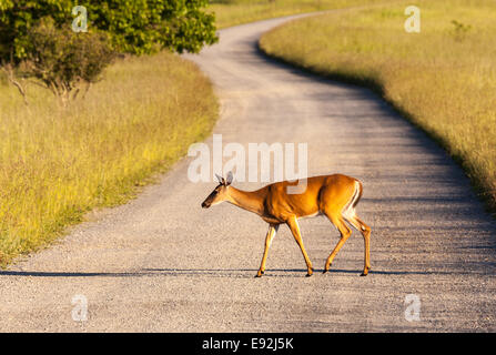 White tailed Deer RSS-Feeds auf der großen Wiese Stockfoto