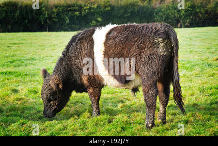 Belted Galloway Rindvieh Stockfoto