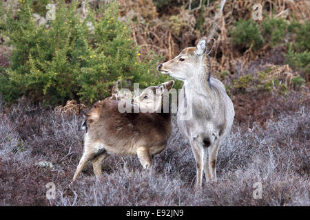 Sika Rotwild - Cervus nippon Stockfoto