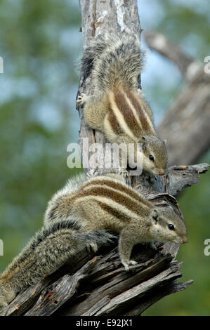 Fünf-gestreiften Palm Eichhörnchen - Funambulus pennantii Stockfoto