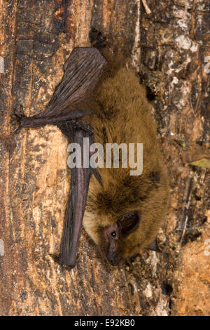Kuhl Zwergfledermaus Bat - Pipistrellus kuhlii Stockfoto