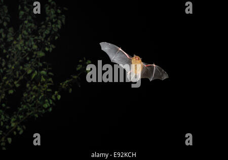 Gemeinsamen Zwergfledermaus Bat - Pipistrellus pipistrellus Stockfoto