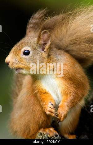 Eichhörnchen - Sciurus vulgaris Stockfoto