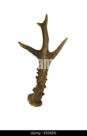 Hirschgeweih - Capreolus capreolus Stockfoto