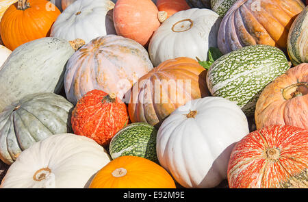 Bunte Kürbisse-Sammlung auf dem Herbstmarkt Stockfoto