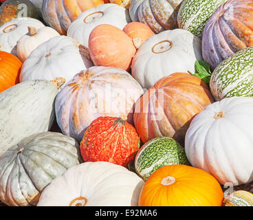 Bunte Kürbisse-Sammlung auf dem Herbstmarkt Stockfoto