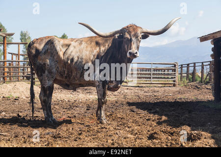 Alten Texas Longhorn Kuh, USA Stockfoto