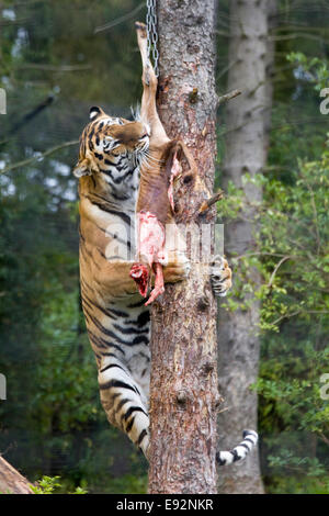 Bengal Tiger sprang ein Baum auf rohes Fleisch zu füttern Stockfoto