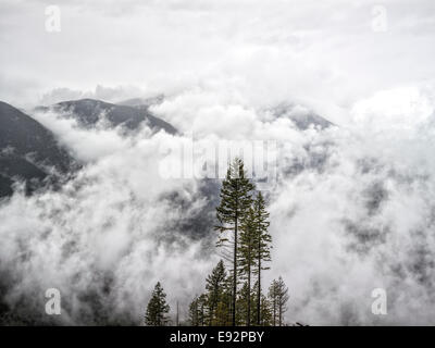 Baumbestand auf Mount Walker in die Olympic Mountains Stockfoto
