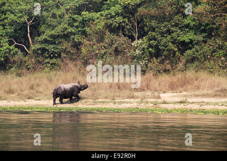 Größere einen gehörnten Nashorn, Chitwan Nationalpark, Nepal Stockfoto