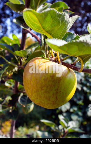 Apfelwein Apfelanbaus auf Baum Stockfoto