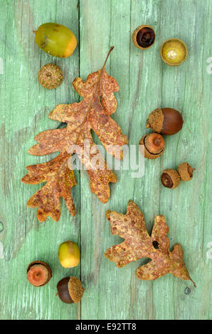 Garry Eichenlaub und Eicheln auf rustikalen grünen hölzernen Hintergrund für ein Herbst-Thema Stockfoto