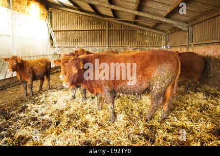 South Devon Rinder dort überwintern Gehäuse. Stockfoto