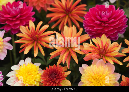 Verschiedene frisch geschnittene Blumen Stockfoto