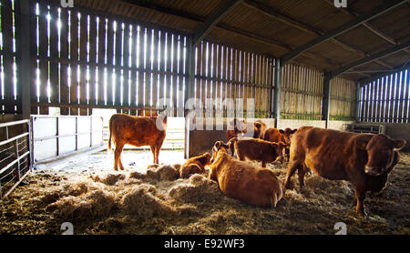 South Devon Rinder in einem Stall für den winter Stockfoto