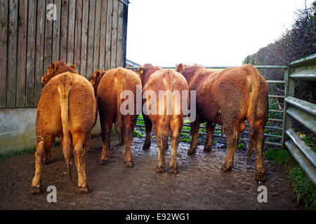 4 Preis Jungbullen South Devon Stockfoto