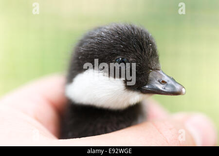 Bucephala Clangula, Schellenten. Das Foto wurde im Kandalaksha Golf am Weißen Meer. Russland, Gebiet Murmansk. ISL Stockfoto