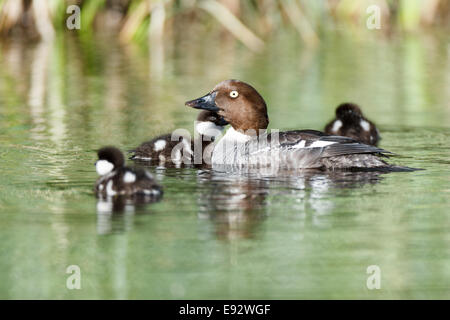 Bucephala Clangula, Schellenten. Das Foto wurde im Kandalaksha Golf am Weißen Meer. Russland, Gebiet Murmansk. ISL Stockfoto