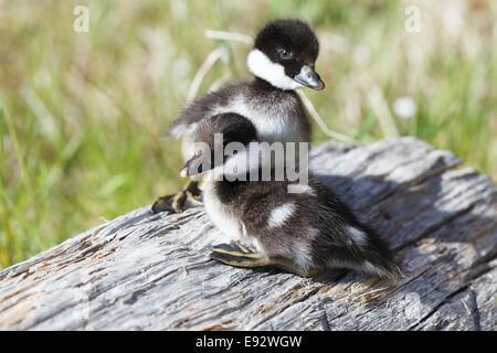 Bucephala Clangula, Schellenten. Das Foto wurde im Kandalaksha Golf am Weißen Meer. Russland, Gebiet Murmansk. ISL Stockfoto