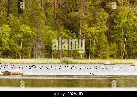 Bucephala Clangula, Schellenten. Das Foto wurde im Kandalaksha Golf am Weißen Meer. Russland, Gebiet Murmansk. ISL Stockfoto