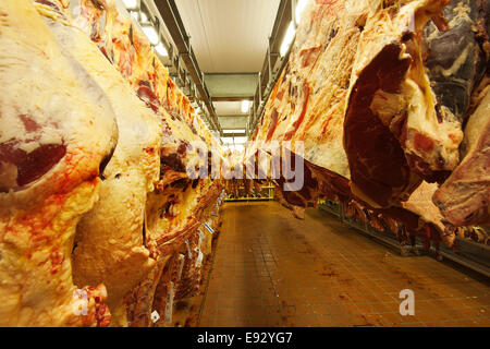Seiten von Rindfleisch in einem Kühlhaus hängend Stockfoto