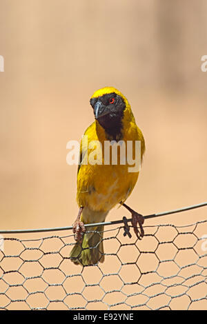 Afrikanische Maske Weber (Ploceus Velatus) sitzt auf einem Zaun in Südafrika. Stockfoto