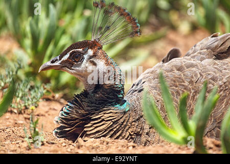 Weibliche Pfau (Pavo Cristatus) auf dem Boden liegend. Stockfoto