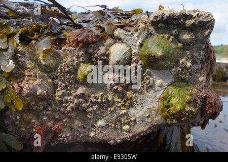 Gemeinsamen Napfschnecken (Patella Vulgata) und Eichel Entenmuscheln (Balanus Perforatus) befestigt an Felsen bei Ebbe, Lyme Regis freigelegt. Stockfoto