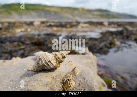 Europäische Auster Bohren / Sting Winkle (Ocenebra Erinacea) ein Schädling der Austernbänke, auf niedrigen Felsen am Ufer, Lyme Regis. Stockfoto