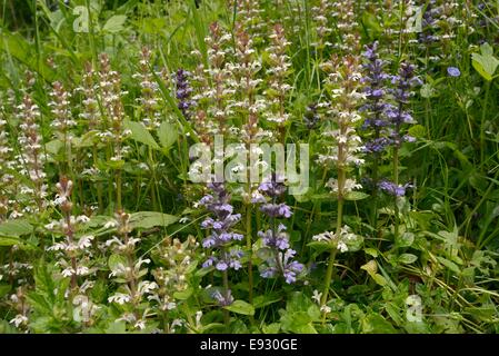 Signalhorn (Ajuga Reptans) weiße und blaue Form in einem dichten Stand auf einer bewaldeten Kante, Wiltshire, UK, Juni blühen. Stockfoto