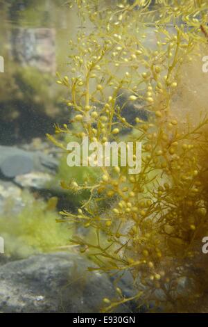 Japanische Wireweed / Japweed (Sargassum Muticum), eine invasiven Arten aus dem westlichen Pazifik an europäischen Küsten zu verbreiten. Stockfoto