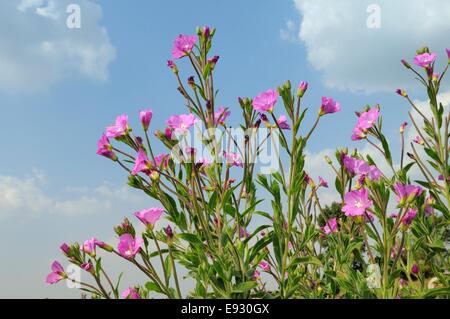 Niedrigen Winkel Blick auf große Weidenröschen (Epilobium Hirsutum) Blüte, Gloucestershire, UK, Juli. Stockfoto