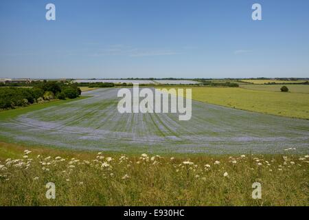 Blühende Leinsaat Ernte (Linum Usitatissimum) und gemeinsame Bärenklau (Heracleum Sphondylium), Wiltshire. Stockfoto