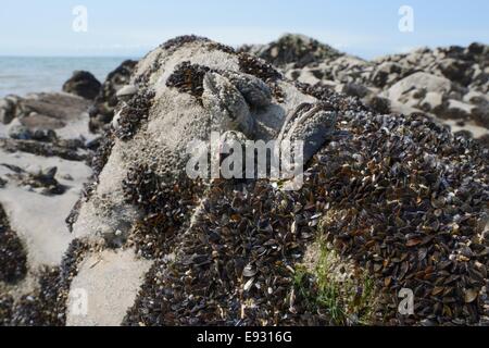 Konzpet besiedelt junge gemeinsame Miesmuscheln (Mytilus Edulis) neben Barnacle verkrusteten Erwachsene auf Felsen auf einem felsigen Ufer ausgesetzt. Stockfoto